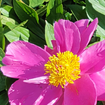 Planting annuals by Ocean City Maryland Lawn Care
