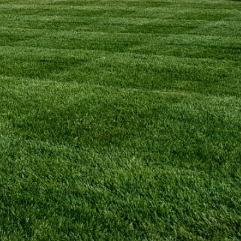 Mowing, Trimming, Edging, Blowing