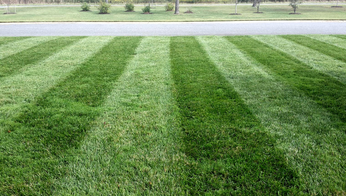 'Mow high and mow often' MD